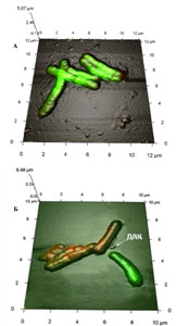  3D -    R. erythropolis  267       ()    ()