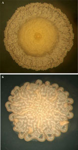  R. ruber  231   -     (); R. pyridinivorans  1142    - ()