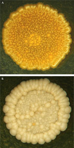  R. yunnanensis  1323 ()  R. maanshanensis  1396 ()