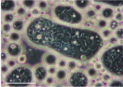 Клетки R. ruber ИЭГМ 235 внутри углеводородной капли (н-гексадекан)